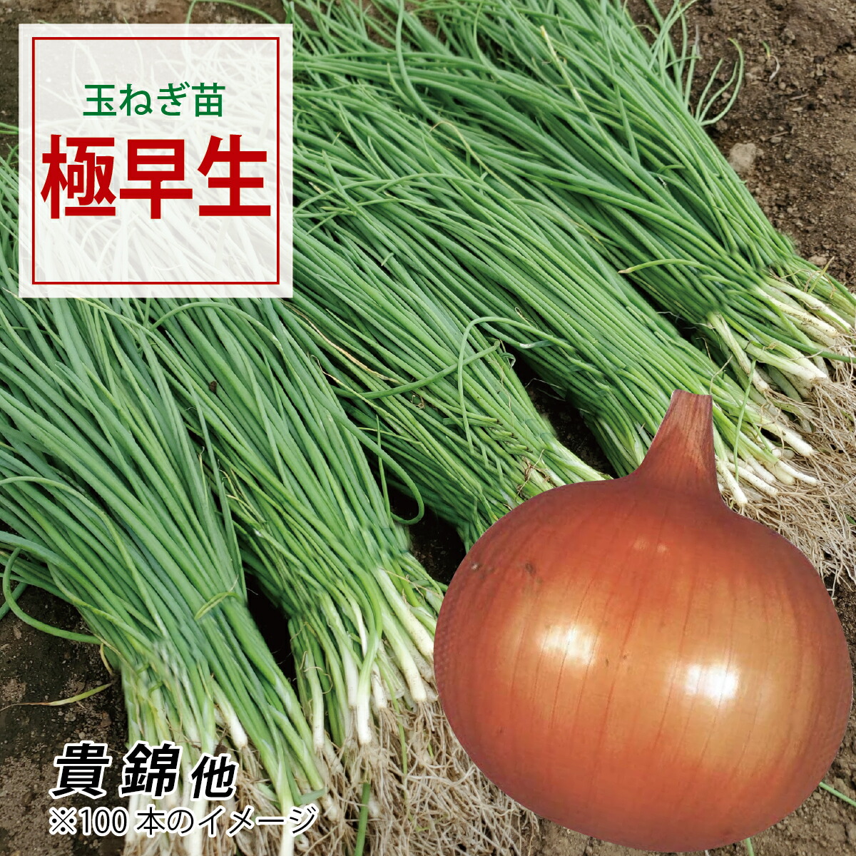 楽天市場】【予約商品】淡路島産たまねぎ苗早生品種七宝 ＃玉ねぎ苗