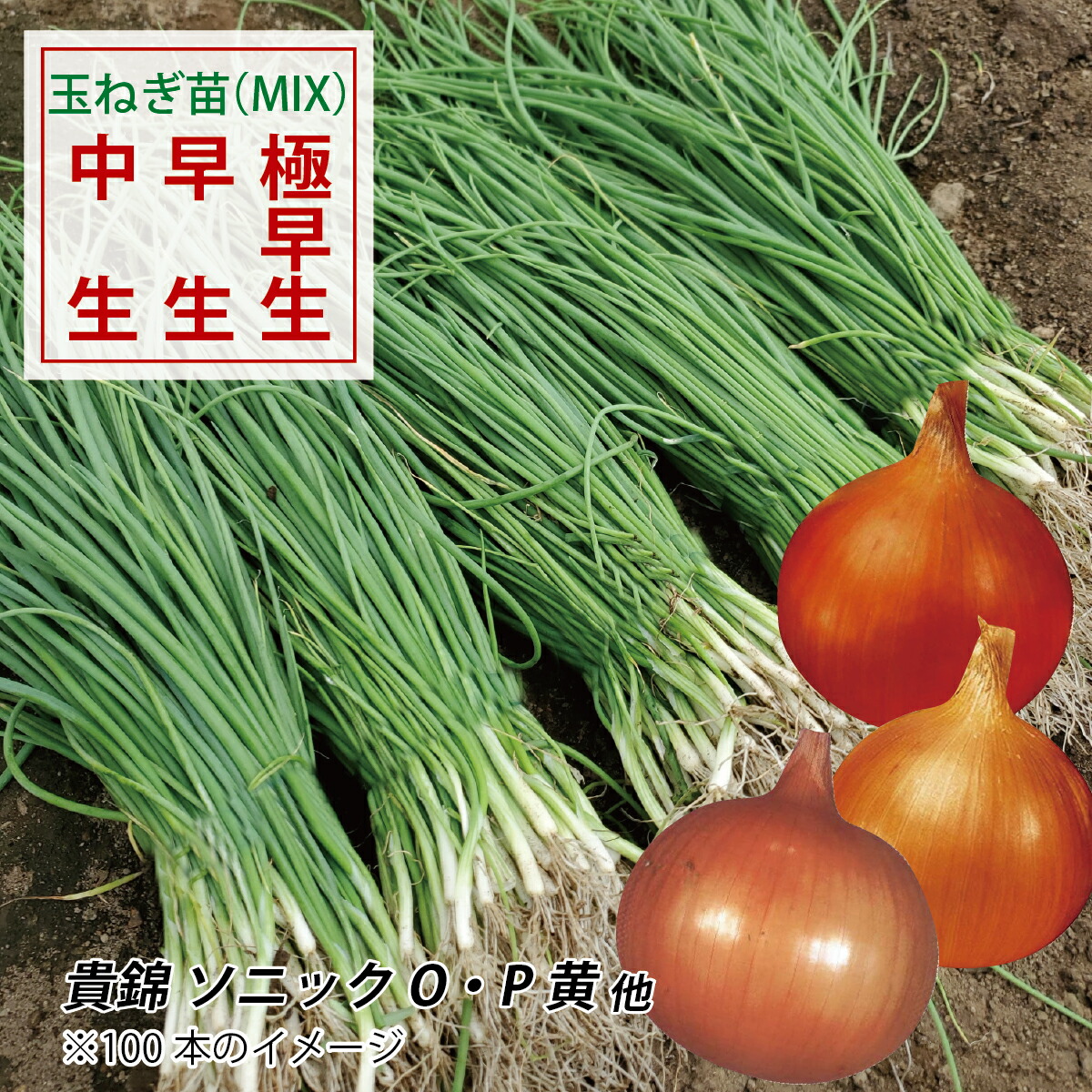 mrncs淡路島産玉ねぎ苗早生七宝1400本 楽天市場】【エントリーでP10倍】【予約商品】淡路島産たまねぎ