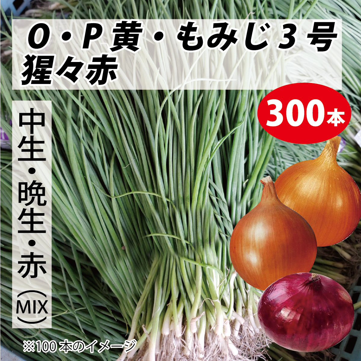 楽天市場】期間限定♪【早得クーポン３００円OFF】 １０月２２日まで