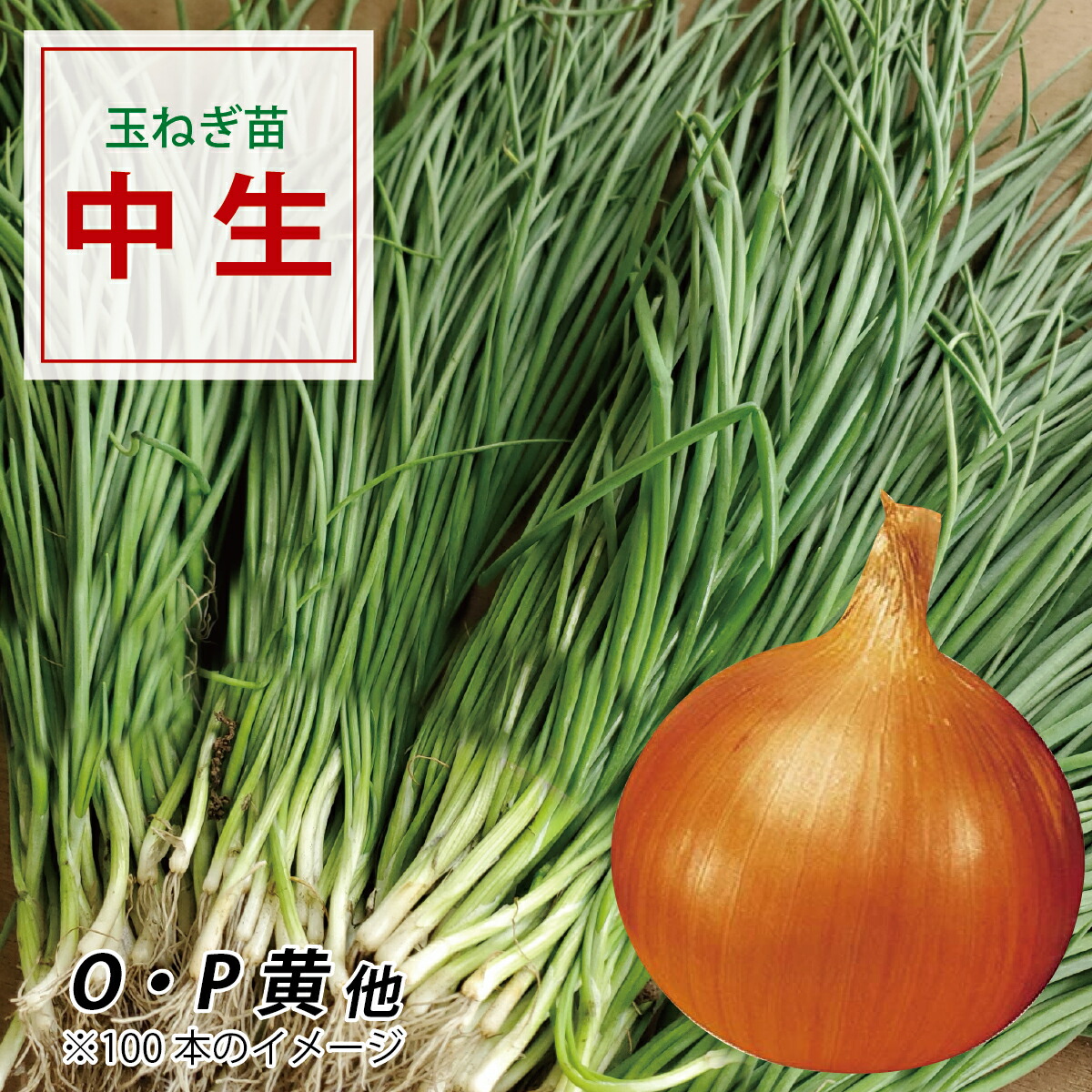 楽天市場】玉ねぎ苗 中生種 300本 品種名O・P黄、O・K黄、ターボなど