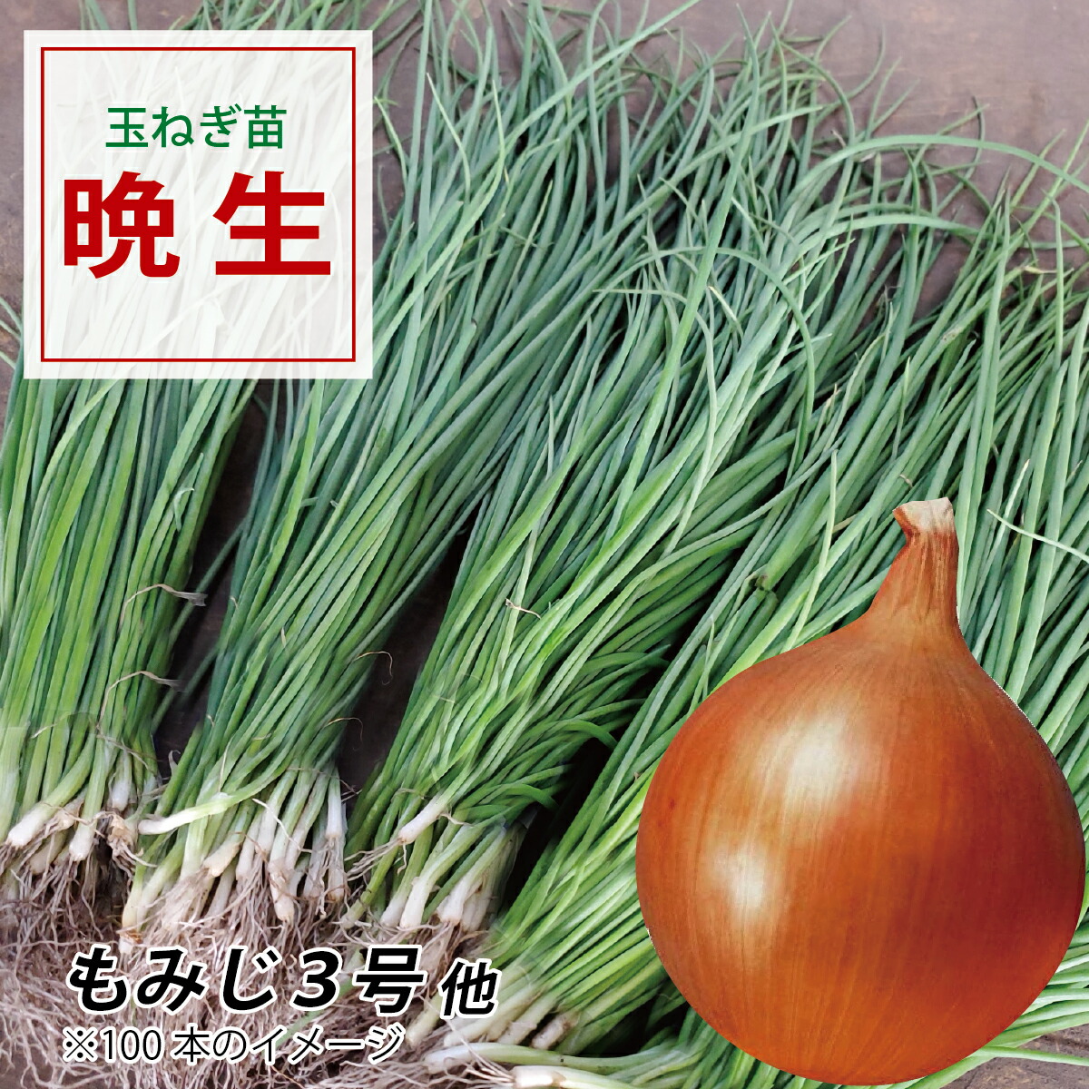 楽天市場】玉ねぎ苗 晩生 500本 品種ネオアース もみじ3号など 定番