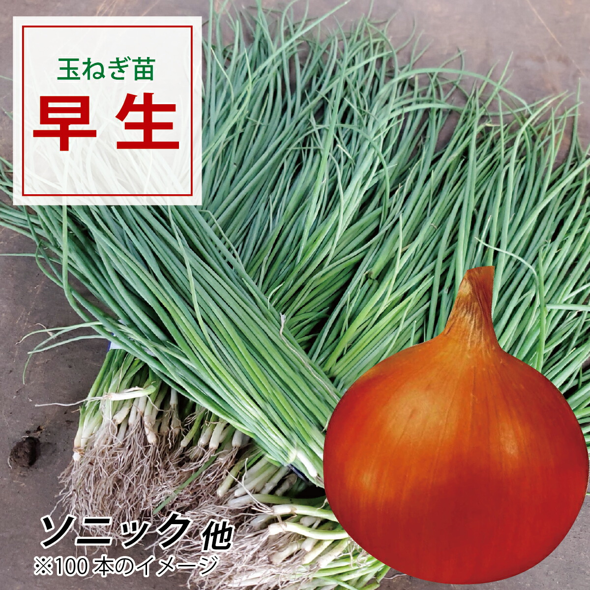 楽天市場】【予約商品】淡路島産たまねぎ苗早生品種七宝 ＃玉ねぎ苗