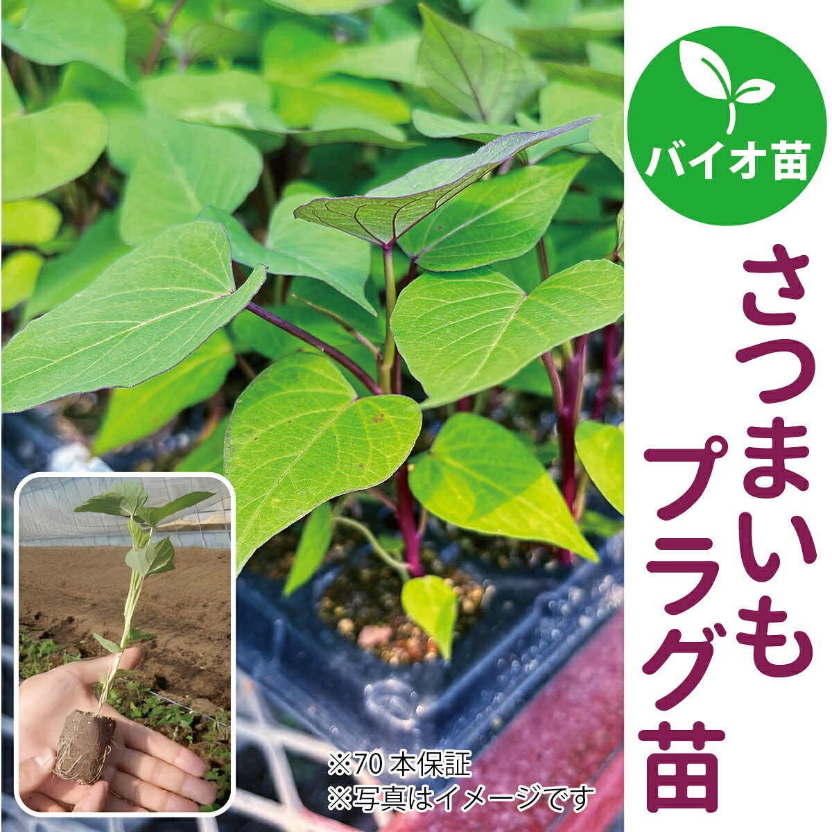 ☆予約販売中☆【サンワの健やか「バイオ」さつまいもプラグ苗】1本から定植用（つる）苗が約20本以上確保可能！甘くて美味しいさつまいも作りに！品種が選べる♪/ウイルスフリー苗/さつまいも苗/野菜苗/家庭菜園/農家直送/鹿児島県産/生産者向け｜ギフト胡蝶蘭のサンワ