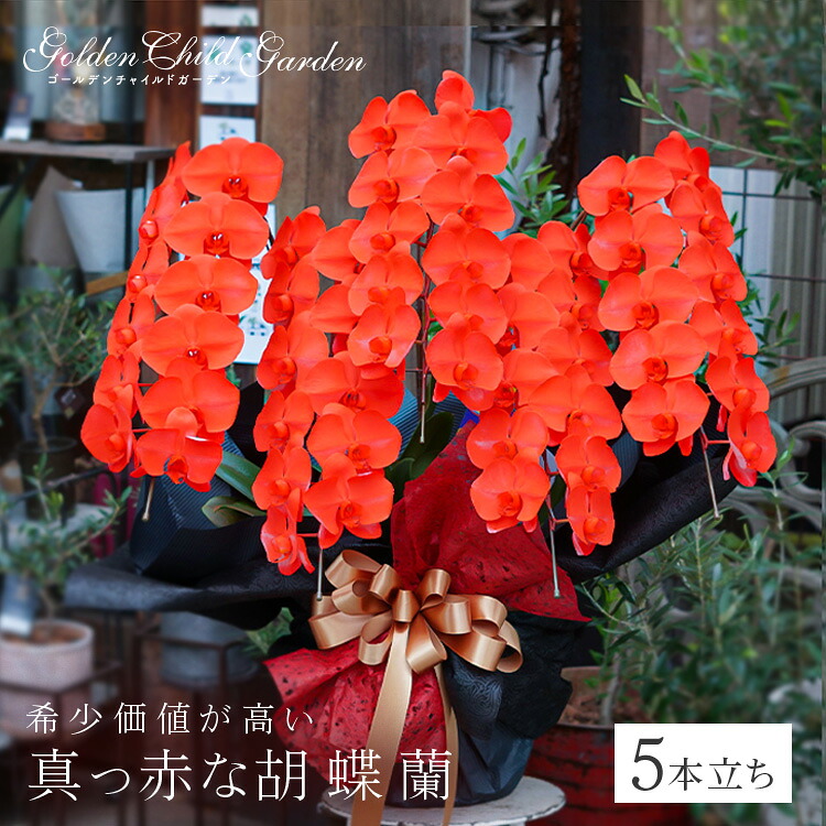 ポイント10倍★DEAL【5本立ち】 胡蝶蘭 赤 開店祝い 還暦祝い 還暦 希少 5本立ち 誕生日 就任祝い オシャレ｜贈る花ギフト Flower GCG