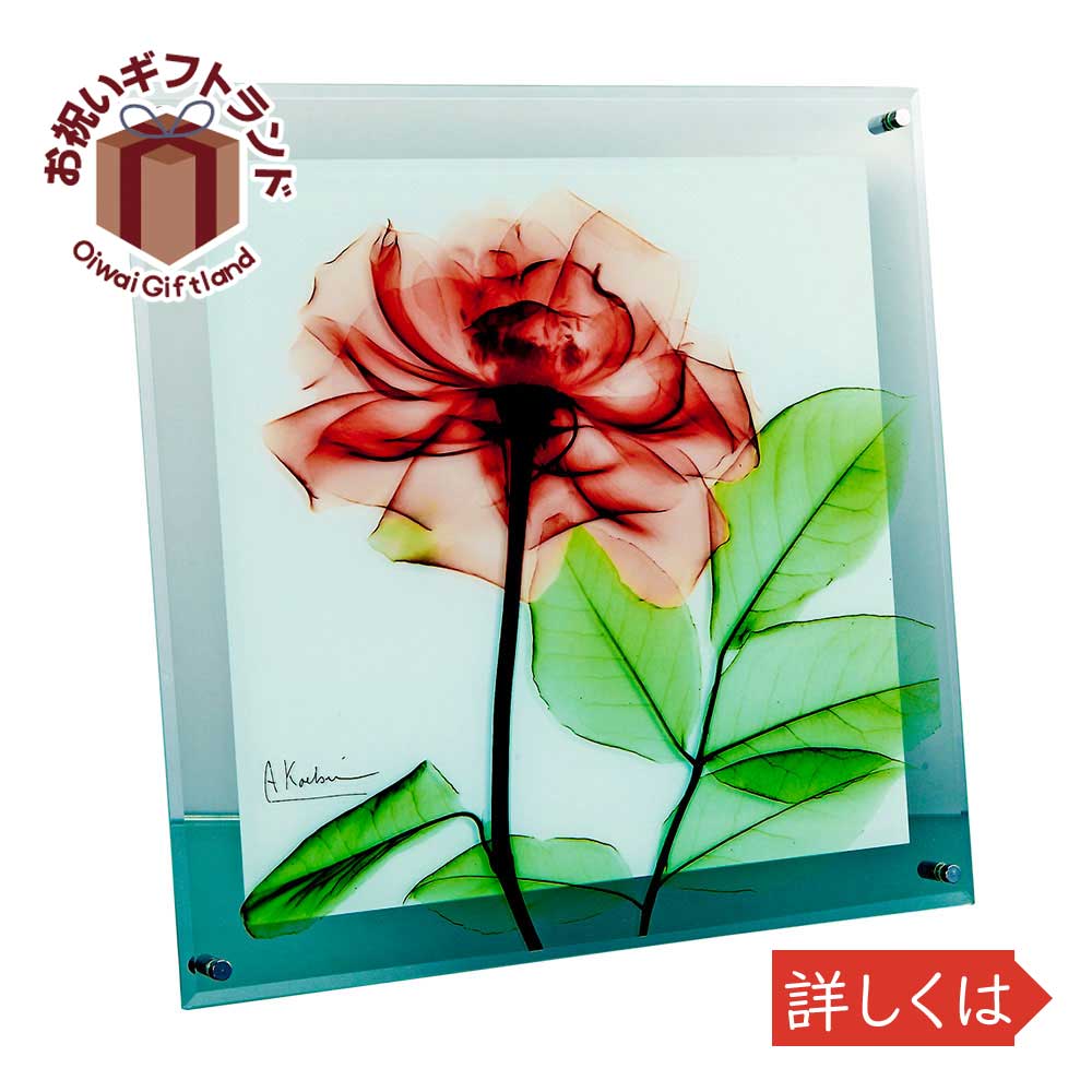 ガラス アルバート Ray ガラス X かわいい ローズ Lサイズ クーツィール オランダ生まれ 幼少の頃より写真に興味を持ち仕事で出会ったx線に魅了され クリエイティブな作品を作り続ける 現在はカリフォルニア大学にて教鞭をとっ X 壁掛用 アート 壁掛け飾り