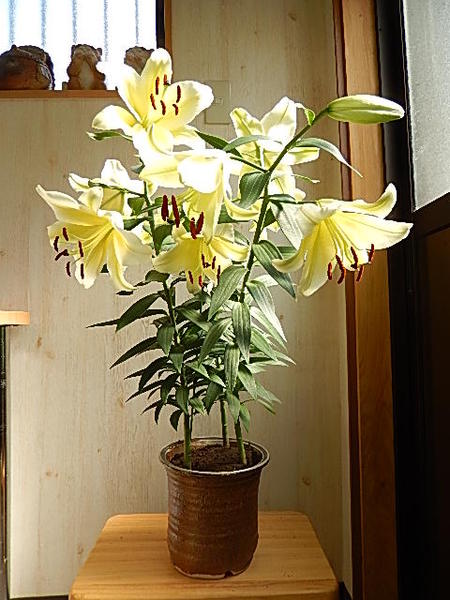 楽天市場 幸せの黄色 ユリ コンカドルユリ鉢植え 三本仕立て お届けは蕾の状態となります 綺麗な百合 お花の贈り物 ギフト ショップ ナガシマ