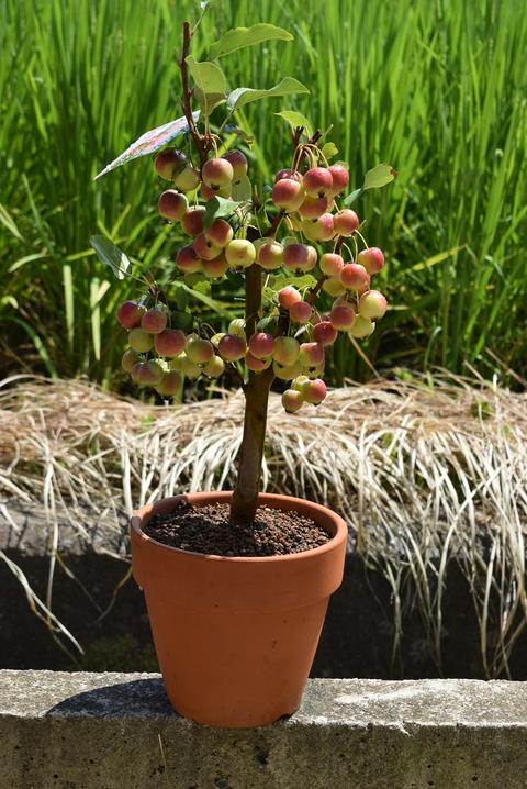 楽天市場 鉢植えりんご 食べる鉢植え クラブアップルゴージャスの鉢植え 見てよし食べてよし 楽しみ育てる鉢植え 果樹 果実 ギフト ショップ ナガシマ