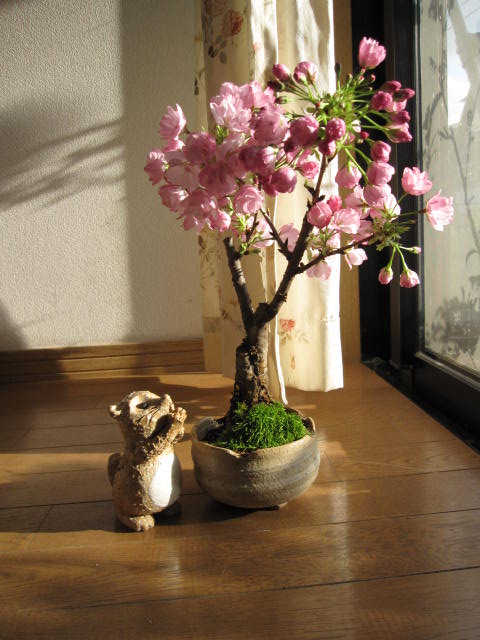 お誕生日プレゼントに自宅でサクラのお花見を楽しむ盆栽八重桜盆栽