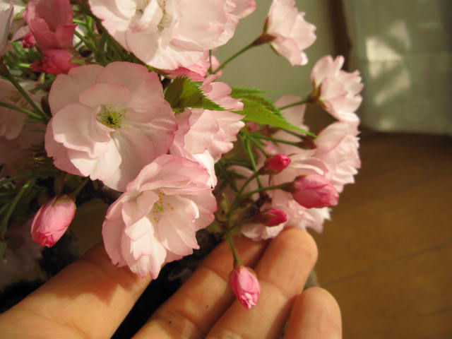 自宅でサクラのお花見を楽しむ2025年4月末頃開花【さくら盆栽】サクラ盆栽： お花見盆栽で　自宅で春に　サクラが見れます。　 炎彩　信楽焼コップ付き　【鉢植】【さくら盆栽】4月の春に開花　自宅でお花見　タンブラー　湯のみ