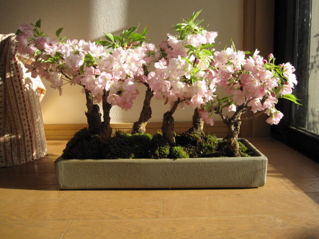 開花は毎年 4月中頃豪華な桜 7本立て開花時期 四月初旬 中頃 幸せを呼ぶ桜盆栽 ７本の桜盆栽 桜盆栽 花 観葉植物 桜の寄せ植え盆栽 豪華にラッキーの７ お祝いさくら盆栽21年4月頃開花 お祝いに桜の方舟桜盆栽 鉢植毎年春に開花 自宅でお花見盆栽 ギフト ショップ