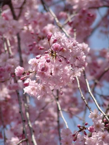 楽天市場 21年開開花苗 八重しだれ桜 八重紅枝垂桜 記念 植樹 お祝いに 庭木 ギフト ショップ ナガシマ