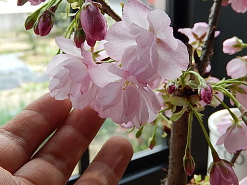 楽天市場 5月に開花 自宅でさくらのお花見を楽しむ21年5月に開花ギフトミニ八重さくら盆栽 桜盆栽 旭山桜盆栽 信楽焼鉢入り さくら盆栽 春に開花 自宅でお花見ができます ギフト ショップ ナガシマ