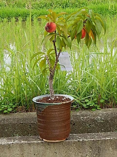 楽天市場 ギフト桃鉢植え6月頃に 実ができます 桃の木 ボナンザピーチ 小さい桃ができます ギフト ショップ ナガシマ