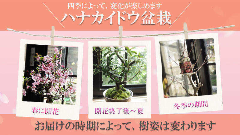 正規店仕入れの お花見を楽しむ盆栽鉢植え花誕生日プレゼント信楽焼鉢入り ハナカイドウ 21年4月頃に開花 自宅でお花見 最新コレックション Estelarcr Com