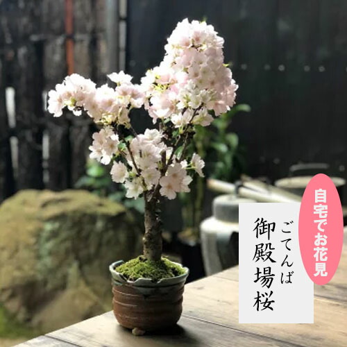 自宅でさくらのお花見を楽しむ2026年4月末頃開花【さくら盆栽】 桜盆栽 御殿場桜盆栽 桜満開ギフト自宅でお花見 さくら盆栽