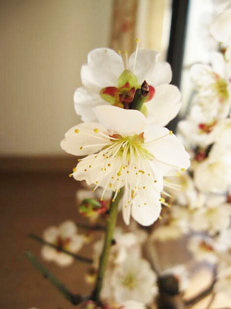 梅の花 100圓　4枚シート 生花】香川県・丸福清花園の雲竜梅M(100cm) - 花材通販はなどん