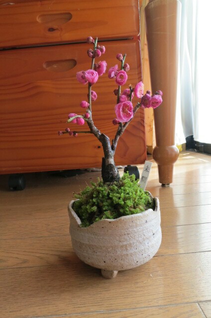 楽天市場】寒紅梅盆栽 八重咲の紅色と 香りの贈り物 寒紅梅盆栽 開花は