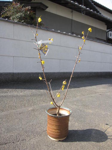 楽天市場 ロウバイ鉢植え 蝋梅 ロウバイ とてもいい香りします 21年開花 ギフト ショップ ナガシマ