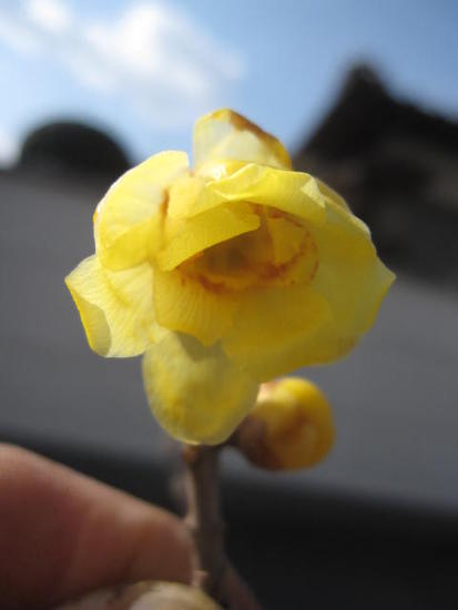 楽天市場 ロウバイ鉢植え 蝋梅 ロウバイ とてもいい香りします 21年開花 ギフト ショップ ナガシマ