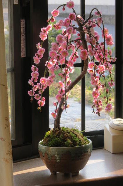 三河盆栽　盆栽愛好家在庫放出セール　梅　ピンク八重咲き　盆栽 楽天市場】【しだれ梅盆栽】2024年3月頃開花予定 梅盆栽 八重咲 しだれ