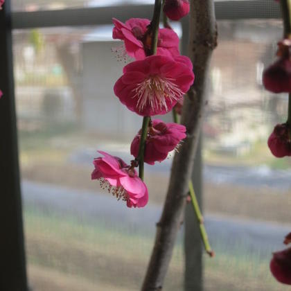 楽天市場】現品の八重紅梅梅本格梅盆栽花梅 寒梅 2021年1月28日 撮影