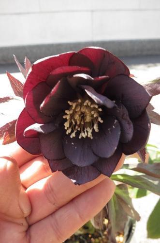 楽天市場】2025年2月から3月開花【クリスマスローズ開花株】 ピンクと