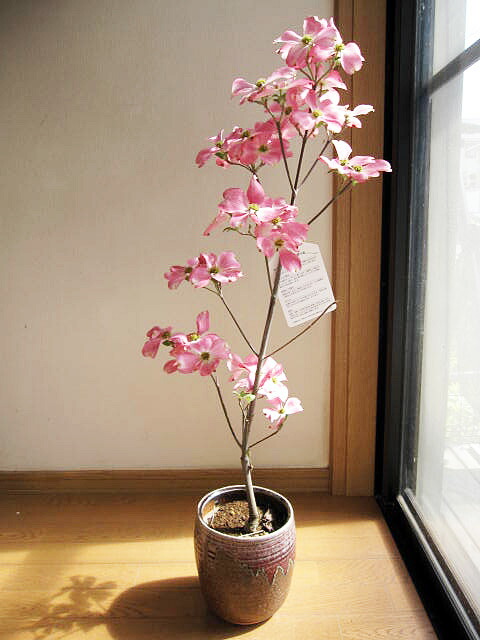 楽天市場】ハナミズキ白花と赤花で紅白の花水木セット2025年4月