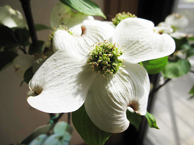 ハナミズキ苗寝巻 苗木 花 観葉植物 ハナミズキ 記念植樹に人気です ハナミズキ白花と赤花で紅白のハナミズキセット ハナミズキ 紅と白ハナミズキ２本セット はなみずき 花水木 苗木 ハナミズキ苗寝巻 シンボルツリー ギフト ショップ ナガシマ