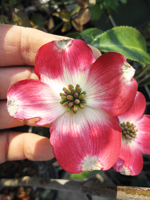 楽天市場 ハナミズキ白花と赤花で紅白の花水木セット21年4月開花新緑の葉を楽しむハナミズキ花水木シンボルツー ハナミズキ 苗木来年春にアカとシロの ハナミズキを楽しめます 紅と白はなみずき２本セット贈り物に紅白の花ミズキ ギフト ショップ ナガシマ