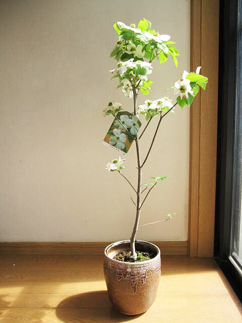 【フォロー割・新品】 四季の花　総高さ約50㎝　常花　木花　極彩色　木製 楽天市場】四季咲き金木犀 （ キンモクセイ ） 10.5cmポット苗