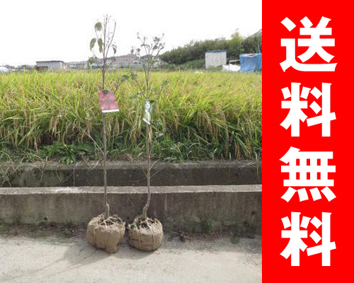 ハナミズキ苗寝巻 苗木 花 観葉植物 ハナミズキ 記念植樹に人気です ハナミズキ白花と赤花で紅白のハナミズキセット ハナミズキ 紅と白ハナミズキ２本セット はなみずき 花水木 苗木 ハナミズキ苗寝巻 シンボルツリー ギフト ショップ ナガシマ