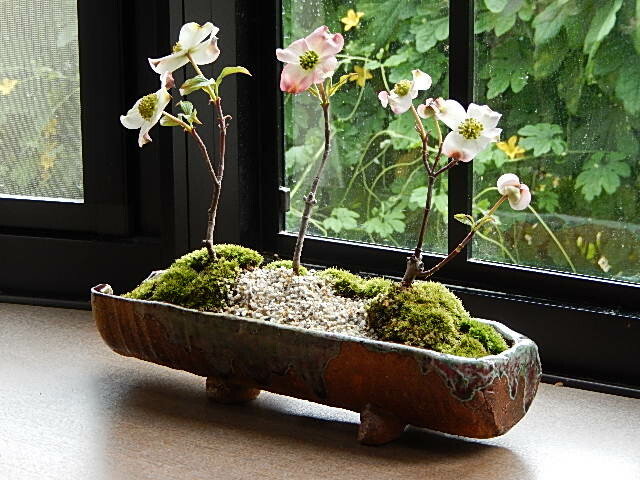 楽天市場 21年4月頃開花ハナミズキの寄せ植え盆栽 ３色のハナミズキが楽しめます ギフト ショップ ナガシマ