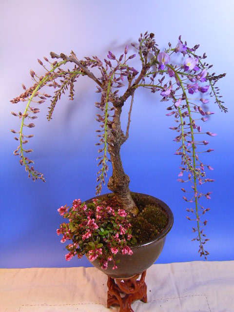 藤盆栽 花 観葉植物 花鉢 ギフト ショップ ナガシマ 藤と苔ももの 寄せ植え 21年4月 5月の春開花 藤盆栽の可憐な高貴な紫と香りの贈り物 盆栽 信楽鉢入り