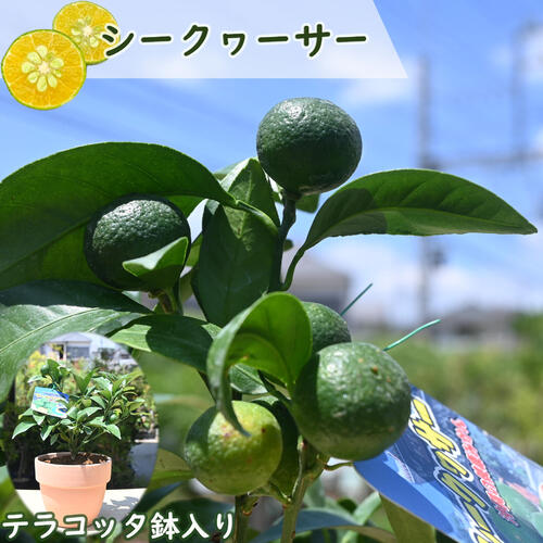 みかんの木（未成熟果実付き）シークワーサー^_^ 楽天市場】《 実付き 》シークワーサー 接ぎ木苗 6号鉢植え 果樹 柑橘