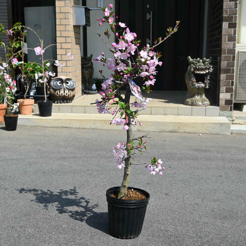 ハナカイド◯(花海堂) 1株(樹齢20年以上) ハナカイド◯(花海堂) 1株(樹齢20年以上)