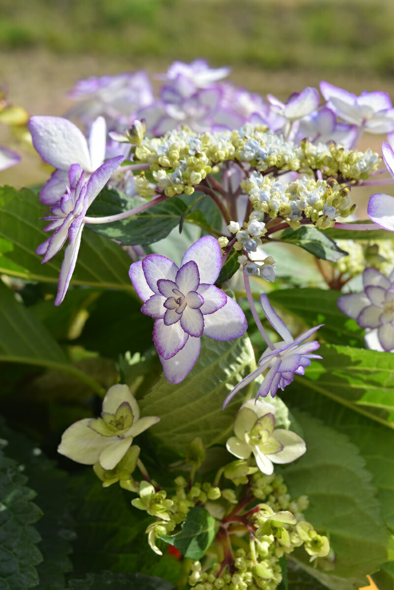 楽天市場 綺麗なアジサイ21年開花終了 剪定後の苗となります ひな祭り紫陽花 ブルー あじさい ガクアジサイ ガク咲きの八重 紫陽花 ギフト ショップ ナガシマ