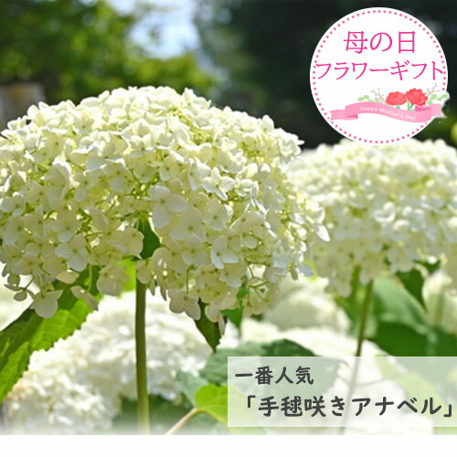 アナベルページ 楽天市場】【屋外管理苗】アジサイ アナベル 7号苗 : 千草園芸