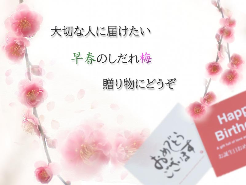 新規購入 送料無料 しだれ梅の鉢植え ギフト 誕生日 結婚記念日 歳祝い 新築祝い お歳暮 花ギフト ポイント消化 100円 300円 500円 限定品 Farmerscentre Com Ng