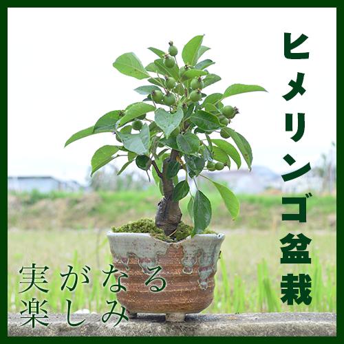 楽天市場 2020年誕生日プレゼントに 姫リンゴ 果実ができる楽しい盆栽 姫りんご 鉢植え 少し変わった誕生日プレゼントに 花 実 ともに楽しめる りんご鉢植え ギフト ショップ ナガシマ