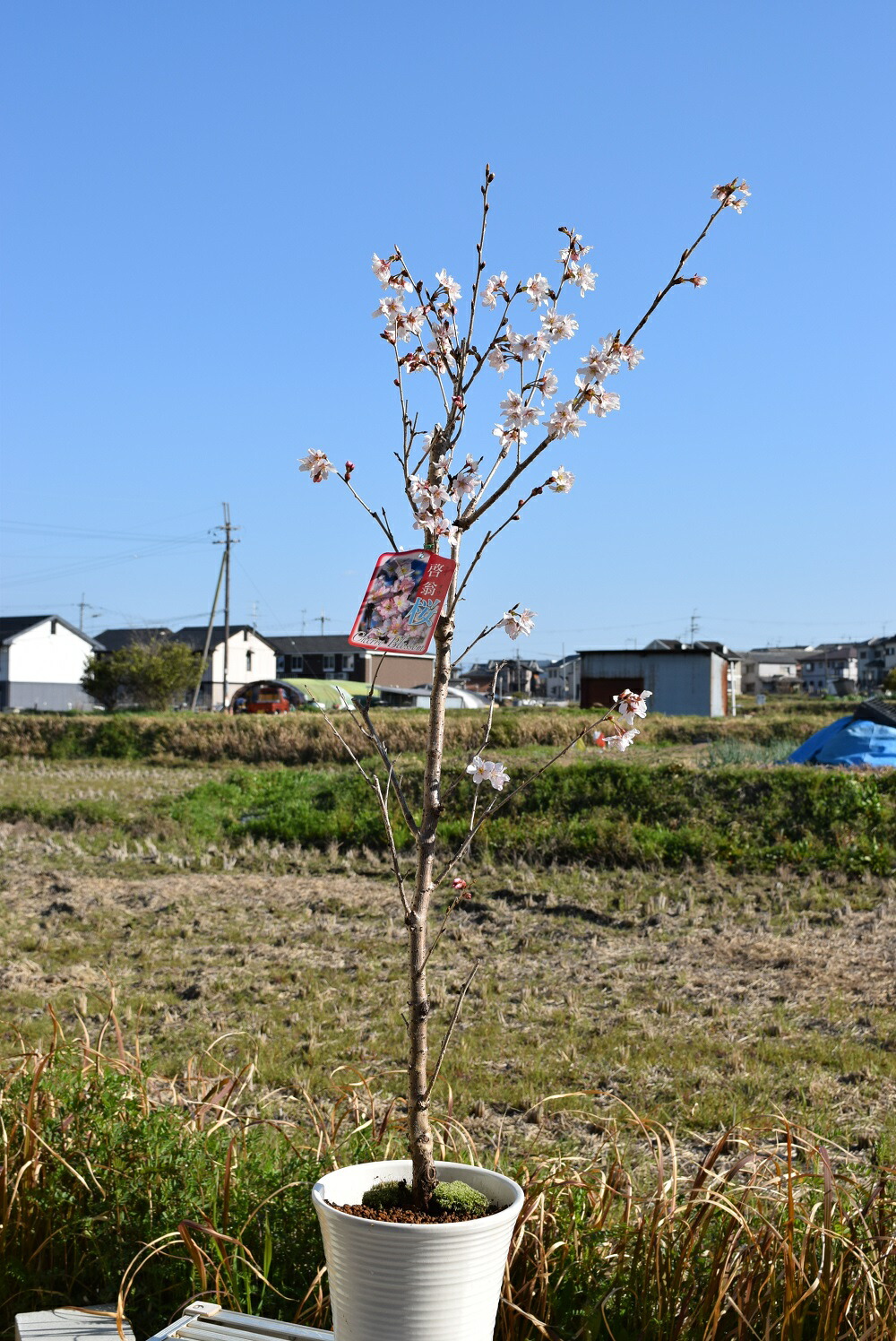 楽天市場 桜の鉢植えのさくらで自宅でお花見さくら21年3月頃に開花します啓翁桜鉢植え 自宅で早咲きのサクラで お花見 ギフト ショップ ナガシマ