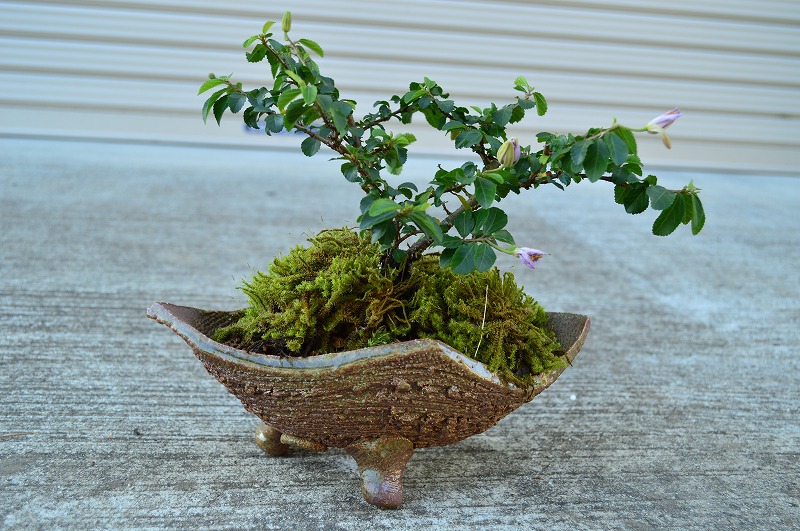 全国組立設置無料 睡蓮木 スイレンボク 睡蓮木 鉢植え 薄紫色の花が可憐な睡蓮に似た花を咲かせる睡蓮木 信楽焼き鉢入り 薄紫色の花が可憐な睡蓮木 海外正規品 R4urealtygroup Com