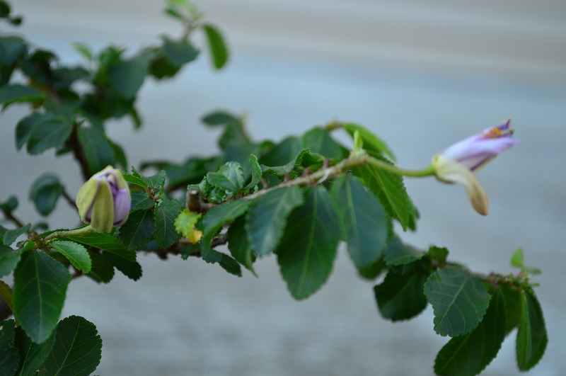 楽天市場 睡蓮木 スイレンボク 睡蓮木 鉢植え 薄紫色の花が可憐な睡蓮に似た花を咲かせる睡蓮木 信楽焼き鉢入り ギフト ショップ ナガシマ