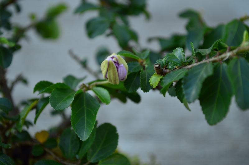 送料無料 睡蓮木 スイレンボク 睡蓮木 鉢植え 薄紫色の花が可憐な睡蓮に似た花を咲かせる睡蓮木 信楽焼き鉢入り 薄紫色の花が可憐な睡蓮木 好評継続中 Ignitegospelchoir Org