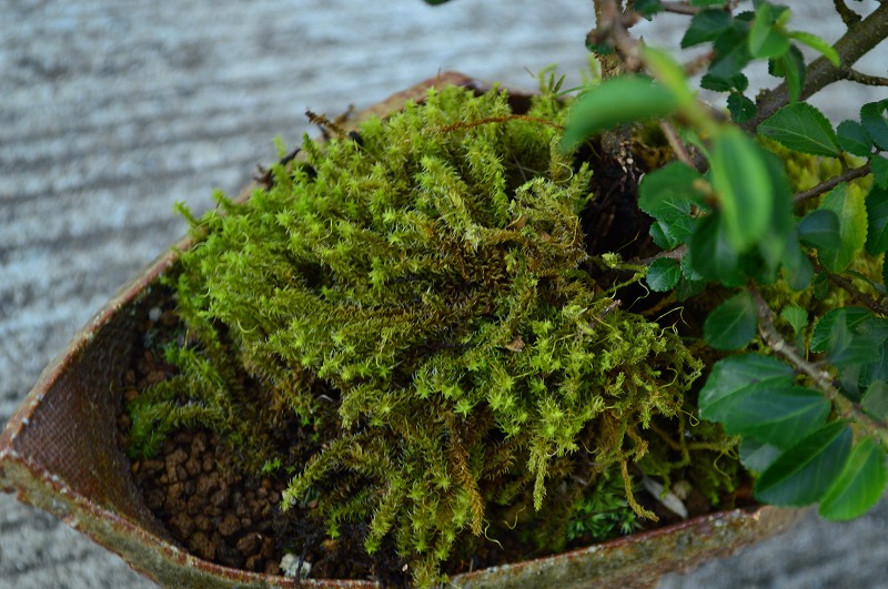 送料無料 睡蓮木 スイレンボク 睡蓮木 鉢植え 薄紫色の花が可憐な睡蓮に似た花を咲かせる睡蓮木 信楽焼き鉢入り 薄紫色の花が可憐な睡蓮木 好評継続中 Ignitegospelchoir Org