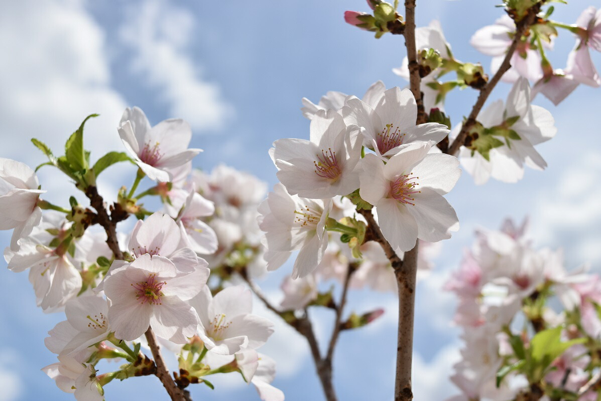 御殿場桜 さくらの鉢植え自宅でお花見21年4月に開花 さくらの鉢植え 花 観葉植物 マメザクラ ハコネザクラ お花見 桜鉢植え 一重 ギフト ショップ ナガシマ 鉢花 庭がなくてもお花見できる