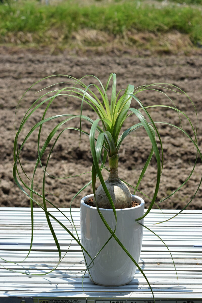 楽天市場 トックリラン 徳利 観葉植物 風水 開店祝い 新築祝い ギフト ショップ ナガシマ