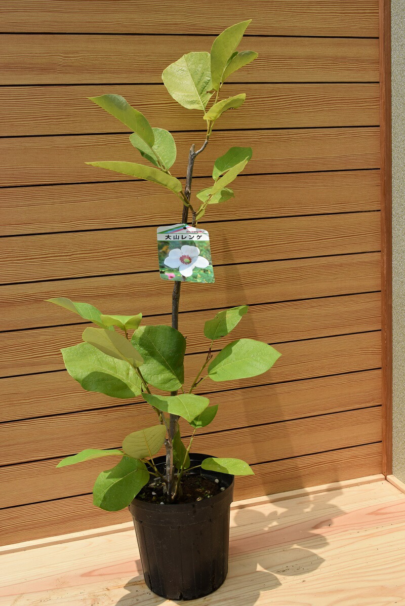 希少大山蓮華　茶花　オオヤマレンゲ　苗木　苗　花　山野草 希少大山蓮華 茶花 オオヤマレンゲ 苗木 苗 花 山野草