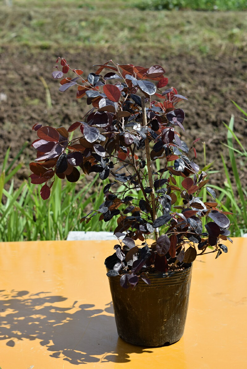 楽天市場】トキワマンサク/常盤満作”ブラックパール/黒美人”樹高：1m