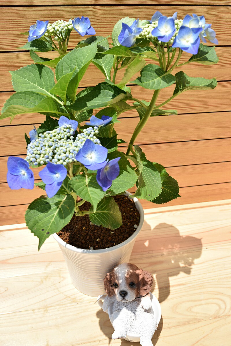 切花　紫陽花　ダズル　1本　サムライ2本 花さんぽ♯66 瀬田四丁目旧小坂緑地の紫陽花 - futakoloco