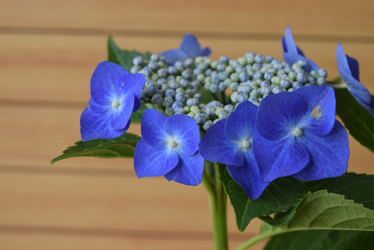 楽天市場 ブルースカイ 紫陽花 額紫陽花 贈り物 切り花 鉢植え 庭木 初心者でも育てやすい ギフト ショップ ナガシマ